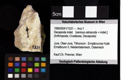 Foto (Objket + Etiketten) von Decapoda indet. 